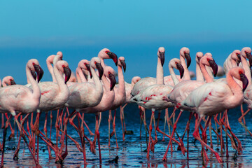 Obraz premium Close up of beautiful African flamingos that are standing in still water with reflection.