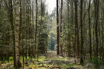 Eine Waldschneise zwischen Bäumen im Wald