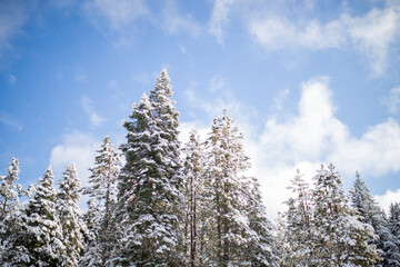 Beautiful snowy forest under a slightly cloudy blue sky