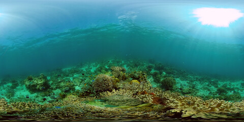 Fototapeta na wymiar Scene reef. Marine life sea world. Underwater fish reef marine. Philippines. Virtual Reality 360.
