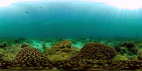 Fototapeta premium Marine life sea world. Underwater fish reef marine. Tropical colourful underwater seas. Philippines. 360 panorama VR