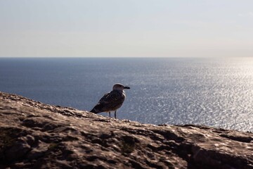 seagull on the beach