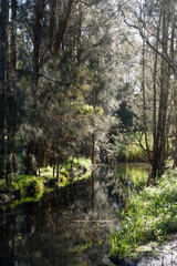 Tree under the sunlight at riverside.