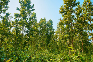 Fototapeta na wymiar Shorea robusta, the sal/shaal tree forest in Joypur forest, near Bankura, West Bengal.