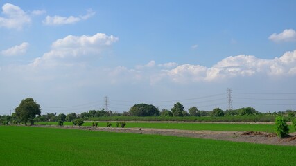 Fototapeta na wymiar Green Field, Sky and Clouds 