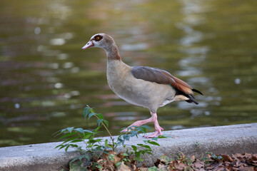 Egyptian goose walking near to the water