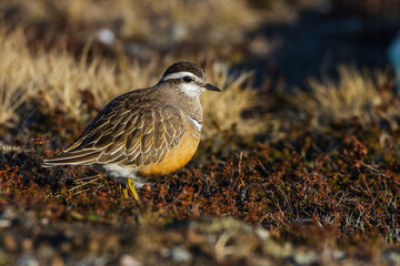 Mornellregenpfeifer (Charadrius morinellus)