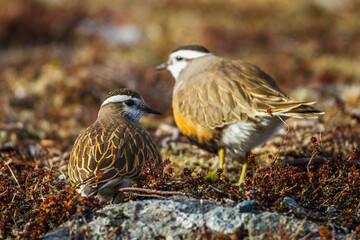 Mornellregenpfeifer (Charadrius morinellus)