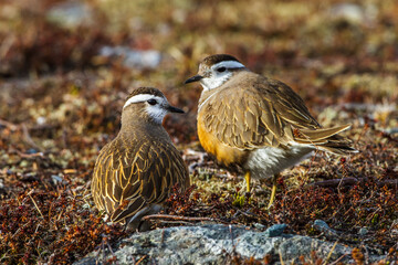 Mornellregenpfeifer (Charadrius morinellus)