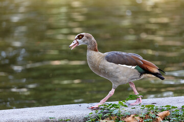 Egyptian goose walking near to the water