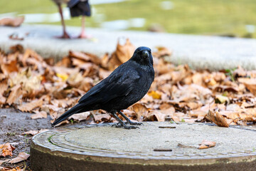 Crow walking in park near to the water