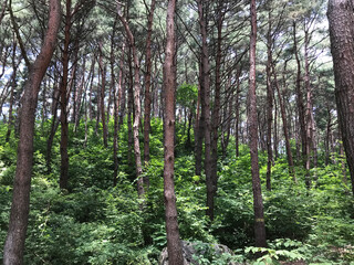 Fototapeta premium Trees in the dense mountains