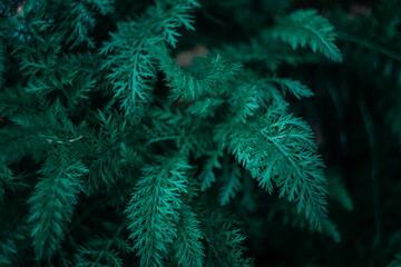 Green and teal leaves on thin branches in dark forest