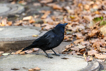 Crow walking in park near to the water
