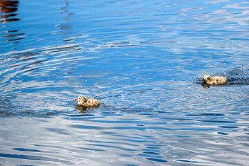cute fluffy gull chicks swim on the surface of the river