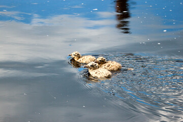 cute fluffy gull chicks swim on the surface of the river