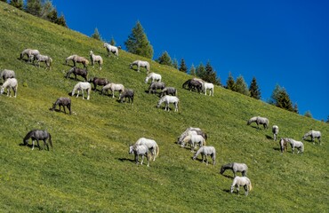 Lipizzan Horses at teh pasture