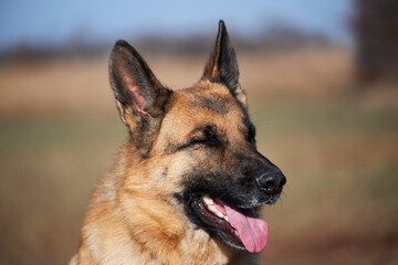 Charming adult thoroughbred dog with protruding ears and pink tongue sits and smiles. Portrait of German shepherd black and red color close-up.