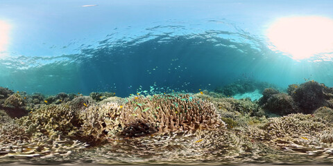 Naklejka na ściany i meble Tropical coral reef and fishes underwater. Hard and soft corals. Philippines. Virtual Reality 360.