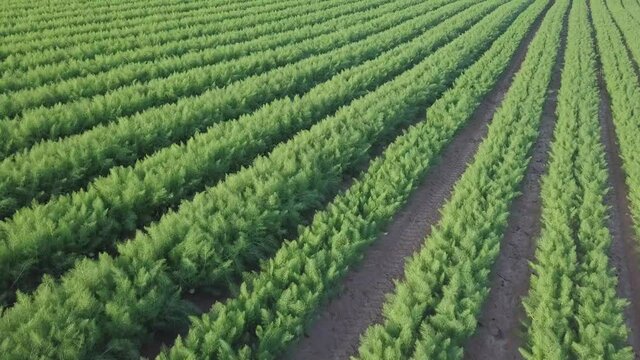 Fennel plantation, agricultural scene in Israel.