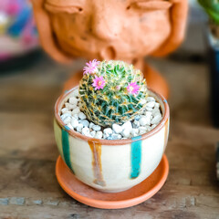 Beautiful Mammillalia cactus decorated on the wood table