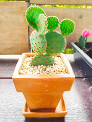 Beautiful Opuntia Cactus in the pot on the wood table