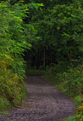 Naklejka premium Very green Park Zielona in Dabrowa Gornicza during a day.