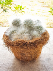 Beautiful Mammillalia cactus decorated on the wood table