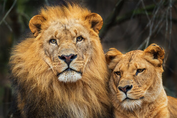 Katanga Lion - Panthera leo bleyenberghi, iconic animal from African savannas, Kalahari, Botswana.