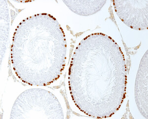 Seminiferous tubules. Labelling of proliferating cells