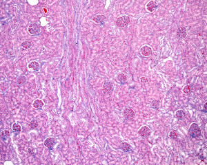 Renal cortex