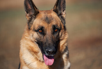 Charming adult thoroughbred dog with protruding ears and pink tongue sits and smiles. Portrait of German shepherd black and red color close-up.