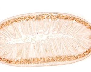 Renewal of intestinal epithelium. Labelling of proliferating cells with BrdU