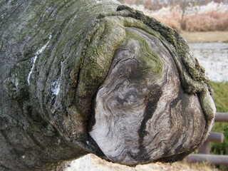 Naklejka premium tree