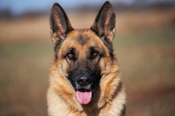 Charming adult thoroughbred dog with protruding ears and pink tongue sits and smiles. Portrait of German shepherd black and red color close-up.