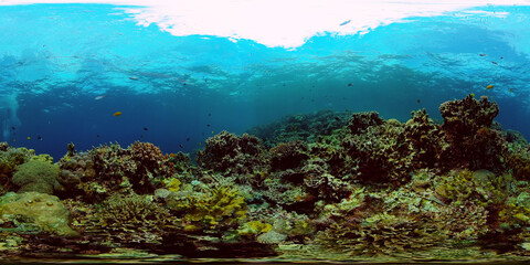 Naklejka na ściany i meble Underwater fish reef marine. Tropical colourful underwater seascape. Philippines. Virtual Reality 360.