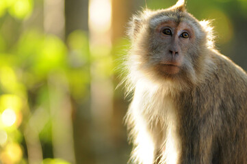 Wild monkey staring at the sky with sunlight behinds it.