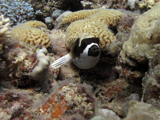 A masked pufferfish Arothron diadematus
