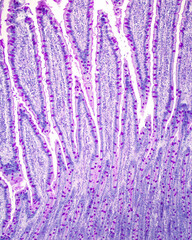 Intestinal epithelium. Goblet cells