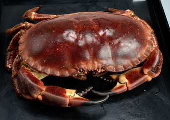 Buey de mar de las rías de Galicia