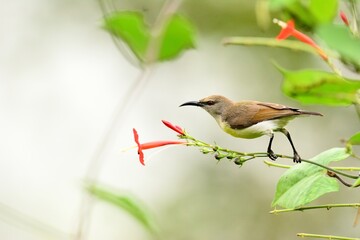 Female purple sunbird holding a small branch of tree and feeding on small flowers