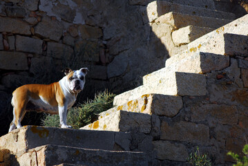 Il bulldog sulla scala