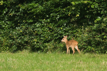 A young roe deer stands on a meadow, calls its mother.    
