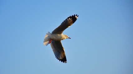 Seagull bird flying with blue sky background