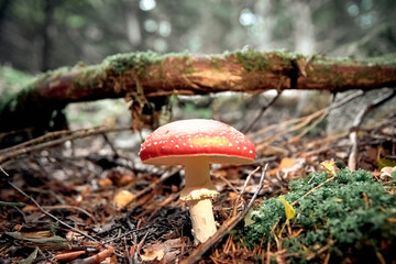 Non-food mountain sets. Red and white mushrooms with white dots in the forest
