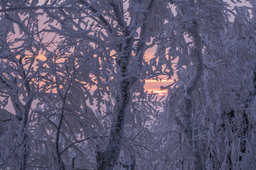 The setting sun among the frozen branches of trees in the forest