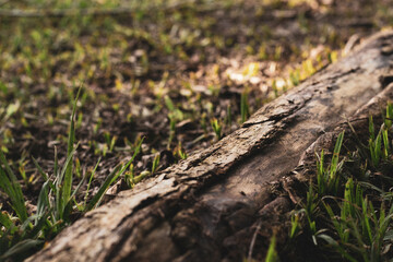 moss on the tree