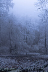 Foggy winter weather in the frozen forest. Frost and fog make a mysterious atmosphere.