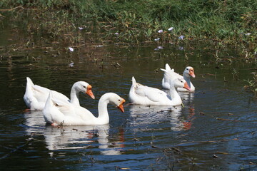 Close up 4 big white gooses floating in the pond