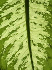 Close up of green and yellow leaves of an indoor plant. Light effect on the green leaf by a sunny day